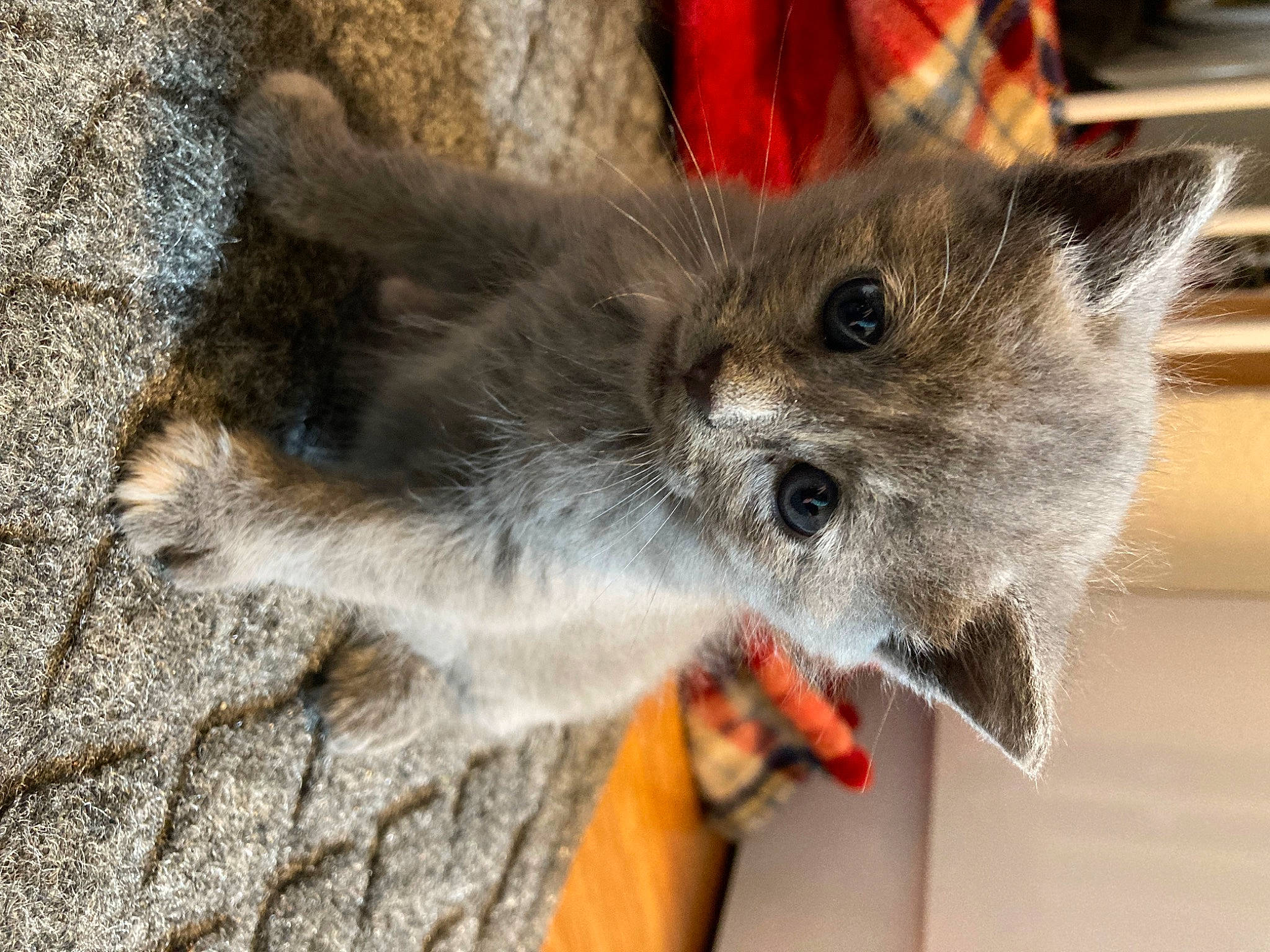 Kiara is registered to the contest to win money with this photo: canidae, carnivore, cat, cat_supply, claw, collar, dog_breed, domestic_short_haired_cat, fawn, felidae, fur, paw, russian_blue, small_to_medium_sized_cats, snout, tail, terrestrial_animal, whiskers