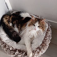 Bianca participe au concours pour gagner de l'argent avec cette photo : animal, calm, cat, comfort, cozy, cute, domestic_animal, feline, fluffy, fur, home, indoor, long_hair, paw, pet_bed, relaxed, resting, sleepy, white_wall, wooden_floor