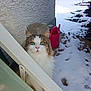 Bianca participe au concours pour gagner de l'argent avec cette photo : cat, green_eyes, fluffy, curious, railing, snow, outdoor, watering_can, garden, winter, animal, pet, white_fur, tabby, texture_wall, footprints, sunlight, nature, closeup, background