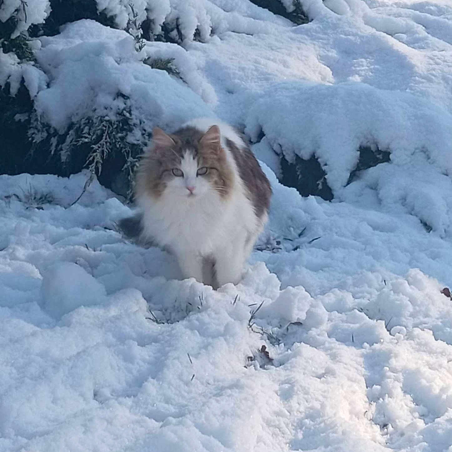 Bianca participe au concours pour gagner de l'argent avec cette photo : animal, cat, cold, daylight, fluffy, forest, frost, fur, landscape, mammal, nature, outdoor, pet, quiet, serene, snow, tree, white, wildlife, winter