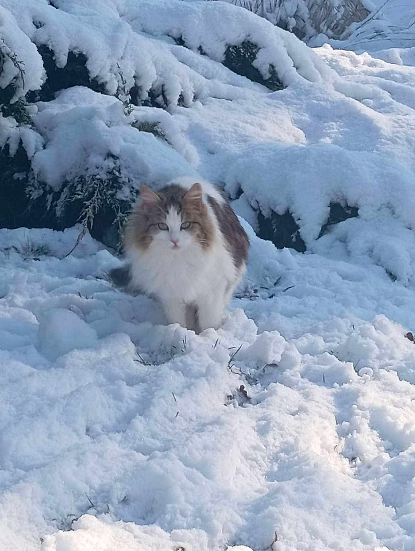 Bianca participe au concours pour gagner de l'argent avec cette photo : cat, snow, outdoor, animal, winter, fluffy, white, nature, cold, fur, mammal, pet, wildlife, landscape, frost, daylight, forest, tree, quiet, serene