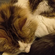Bianca a rejoint le concours — aidez-le/la à gagner de superbes lots ! cat, tabby_cat, fluffy, sleeping, close_up, white_paws, white_chest, fur, pet, animal, resting, cozy, indoor, cute, mammal, whiskers, relaxed, domestic_cat, feline, nap