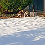 cat, snow, outdoor, plant, bush, potted_plant, door, animal, winter, walking, fur, greenery, shadow, nature, quiet, daylight, garden, house, small_animal, pet
