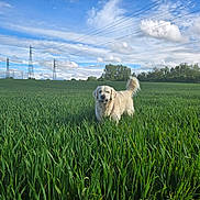 Jack a rejoint le concours — aidez-le/la à gagner de superbes lots ! dog, golden_retriever, grass, field, outdoor, nature, sky, clouds, greenery, animal, pet, canine, power_lines, trees, sunlight, happy, tail, fur, landscape, summer