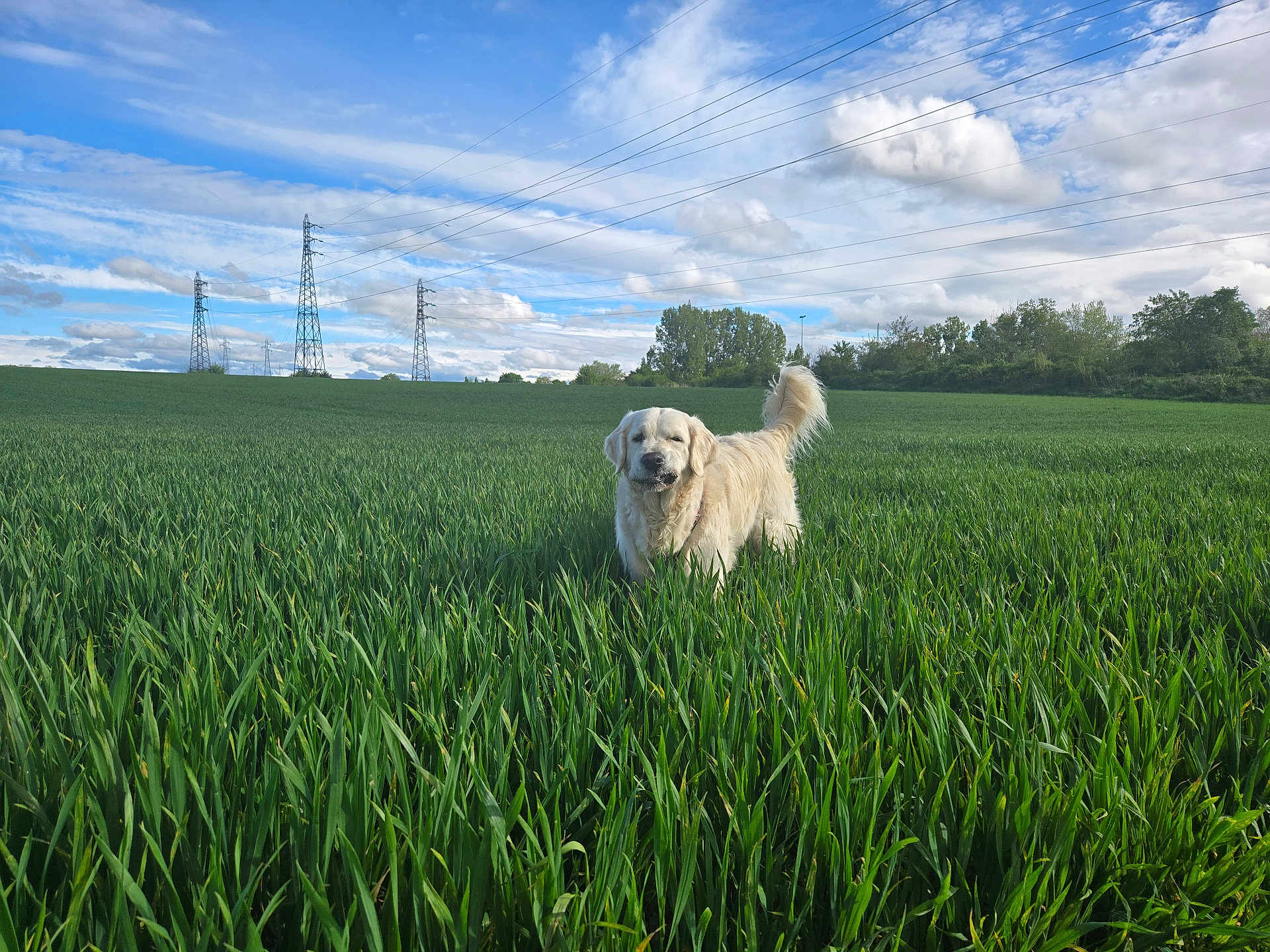 Jack a rejoint le concours — aidez-le/la à gagner de superbes lots ! dog, golden_retriever, grass, field, outdoor, nature, sky, clouds, greenery, animal, pet, canine, power_lines, trees, sunlight, happy, tail, fur, landscape, summer
