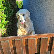 Jack participe au concours pour gagner de l'argent avec cette photo : animal, bushes, canine, curious, cute, daylight, dog, fluffy, garden, golden_retriever, greenery, nature, outdoor, pet, playful, puppy, sunlight, tongue_out, wall, wooden_fence