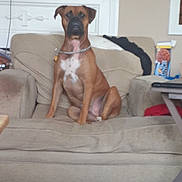 Chance is registered to the contest to win money with this photo: accessories, animal, architecture, boxer, building, bulldog, canine, chair, couch, cushion, dog, furniture, homedecor, hound, indoors, jewelry, livingroom, necklace, pet, room