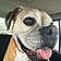 Blitz