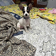 Freedom is registered to the contest to win money with this photo: puppy, dog, black_and_white, small_dog, sitting, portrait, ears, collar, bed, blanket, bedroom, patterned_fabric, leopard_print, floral_pattern, home_interior, furniture, pet, cute, looking_at_camera, cozy