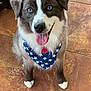 Luna joined the competition — help win amazing prizes! animal, bandana, blue_eyes, canine, collar, cute, dog, domestic, friendly, fur, happy, indoor, paw, pet, portrait, sitting, smiling, star_pattern, tile_floor, tongue_out