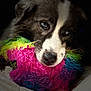 dog, close_up, toy, colorful, fuzzy, black_background, pet, animal, face, nostrils, fur, snout, playful, cute, indoor, portrait, expression, chewy_toy, focus, soft_texture