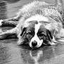 dog, sleeping, reflection, floor, black_and_white, fur, pet, animal, resting, indoor, calm, close_up, mammal, cute, cozy, relaxation, companion, laying_down, adorable, domestic_animal