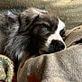 puppy, sleeping, dog, closeup, cozy, pillow, fabric, cute, resting, fur, animal, pet, indoors, soft, texture, peaceful, nap, companion, adorable, young