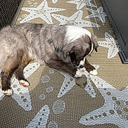 Luna is registered to the contest to win money with this photo: animal, brown, canine, cozy, curious, dog, floor, fur, furniture, grey, indoor, mat, pawpads, paws, pet, relaxed, rock, starfish_pattern, texture, white