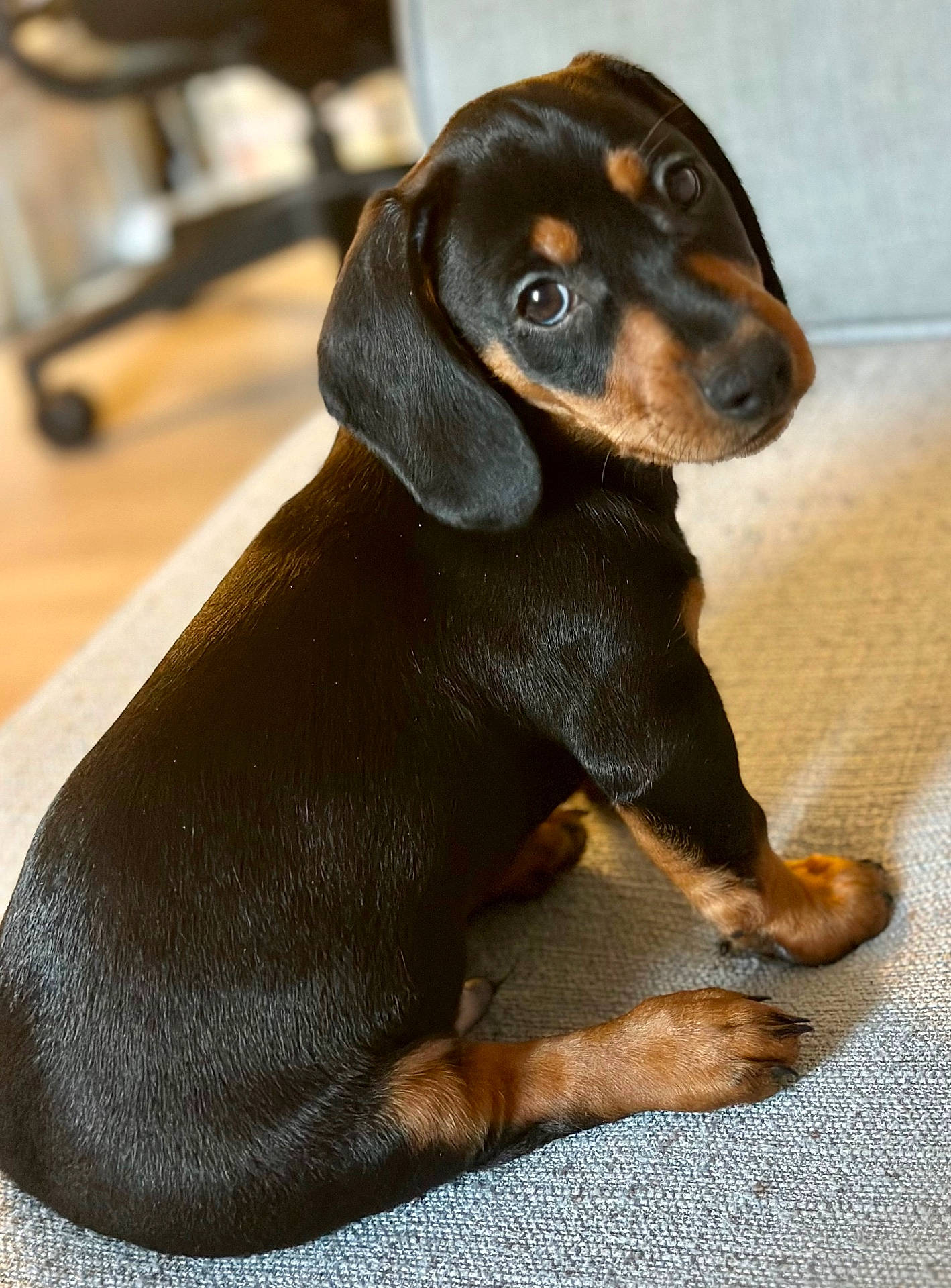 animal, appenzeller, beagle, canine, cockerspaniel, dog, hound, labradorretriever, pet, puppy, snout