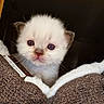 kitten, cat, white_fur, close_up, young_animal, curious, cute, whiskers, pet, animal_face, indoor, feline, soft_fur, tiny_paws, brown_fabric, cozy, adorable, young, looking, peeking