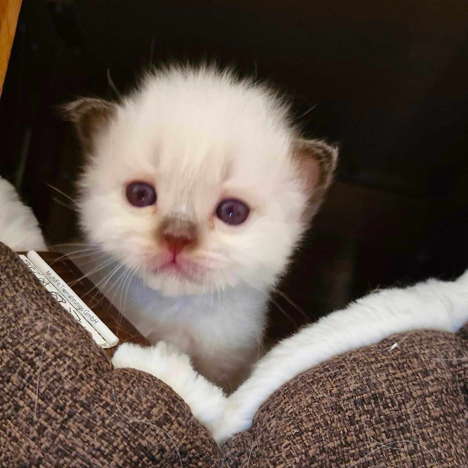 Bandit participe au concours pour gagner de l'argent avec cette photo : kitten, cat, white_fur, close_up, young_animal, curious, cute, whiskers, pet, animal_face, indoor, feline, soft_fur, tiny_paws, brown_fabric, cozy, adorable, young, looking, peeking