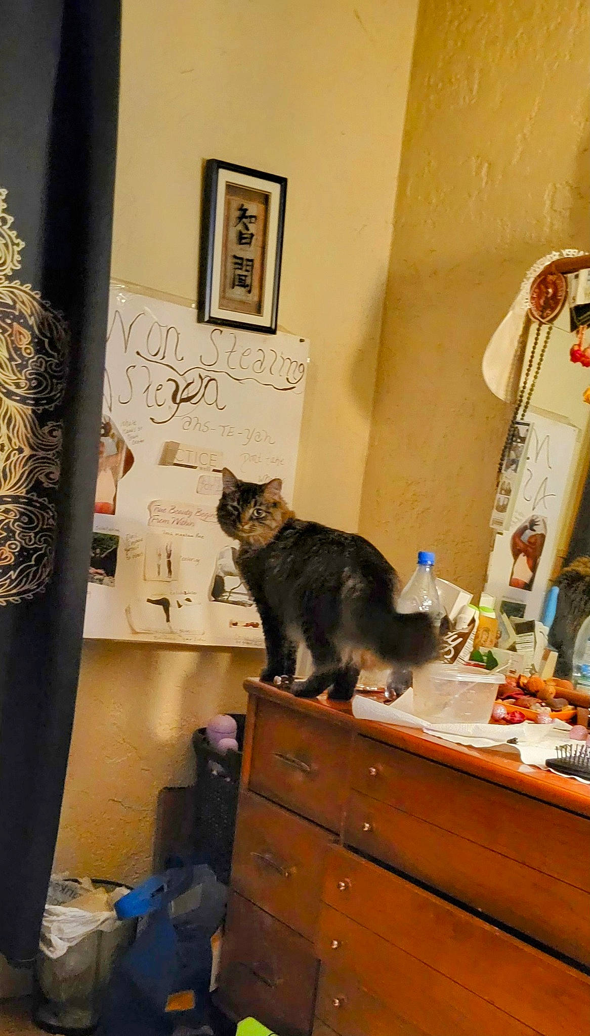 Stripeeeze is registered to the contest to win money with this photo: art, cabinetry, carnivore, cat, chest_of_drawers, drawer, dresser, felidae, floor, grey, hardwood, house, interior_design, mirror, picture_frame, room, small_to_medium_sized_cats, wall, whiskers, wood