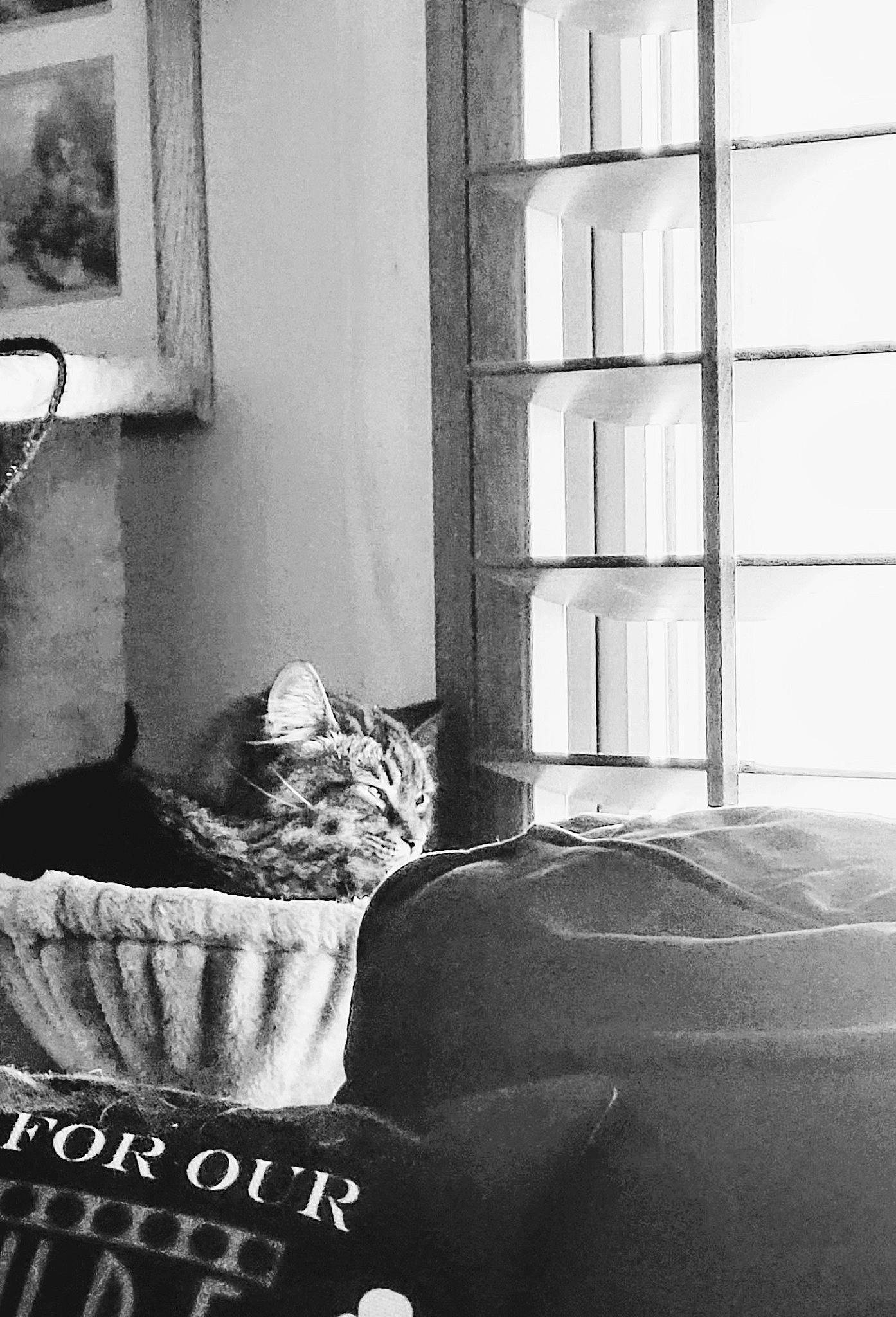 Stripeeeze is registered to the contest to win money with this photo: black, black_and_white, comfort, felidae, flooring, grey, line, linens, monochrome, monochrome_photography, photograph, picture_frame, room, small_to_medium_sized_cats, snapshot, style, tints_and_shades, wall, window, wood