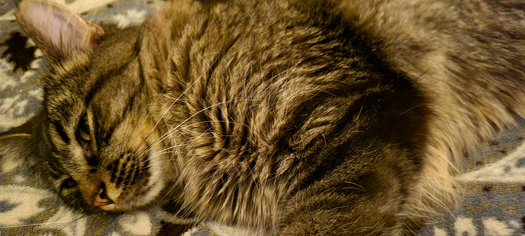 Stripes is registered to the contest to win money with this photo: carnivore, cat, claw, close_up, domestic_short_haired_cat, eye, fawn, felidae, fur, grass, head, paw, small_to_medium_sized_cats, snout, tail, terrestrial_animal, tree, whiskers, wildlife, wood