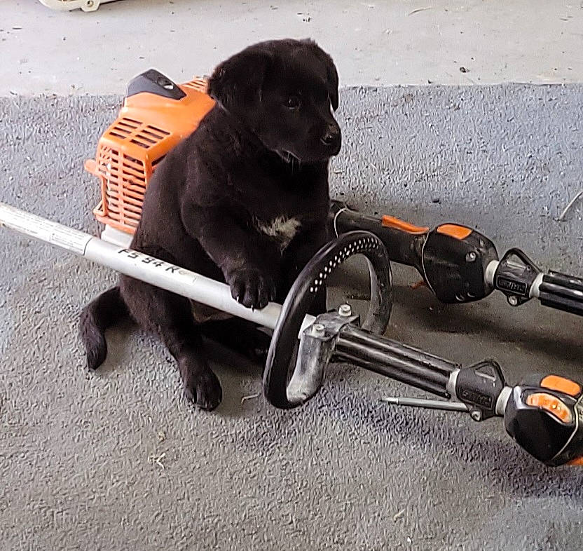 Jenny is registered to the contest to win money with this photo: asphalt, auto_part, automotive_tire, bicycle_handlebar, carnivore, collar, companion_dog, dog, dog_breed, dog_collar, dog_supply, fashion_accessory, leash, personal_protective_equipment, pet_supply, recreation, sporting_group, sports_equipment, tire, working_animal