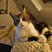 Zephire a rejoint le concours — aidez-le/la à gagner de superbes lots ! bedroom, blanket, cat, closeup, cozy, curious, domestic_animal, feline, fur, indoor, laptop, paw, pet, relaxed, resting, soft_texture, tabby_cat, warm_lighting, whiskers, white_cat