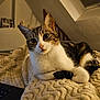 bedroom, blanket, cat, closeup, cozy, curious, domestic_animal, feline, fur, indoor, laptop, paw, pet, relaxed, resting, soft_texture, tabby_cat, warm_lighting, whiskers, white_cat