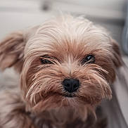 Pupita participe au concours pour gagner de l'argent avec cette photo : dog, pet, close_up, fluffy, light_brown, indoor, relaxed, cute, whiskers, face, fur, animal, mammal, companion, portrait, soft_focus, furry, small_dog, domestic_animal, canine