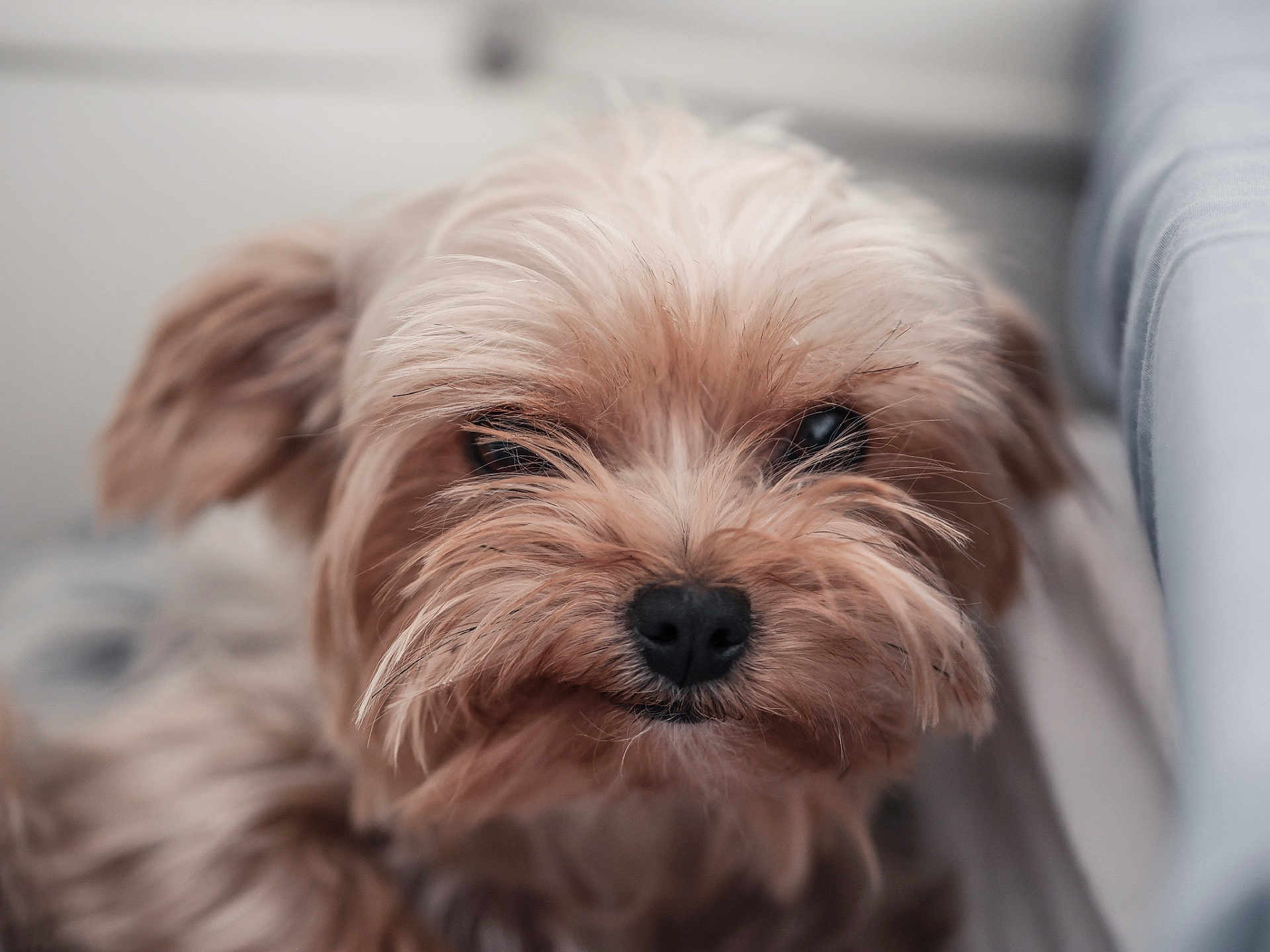 Pupita participe au concours pour gagner de l'argent avec cette photo : dog, pet, close_up, fluffy, light_brown, indoor, relaxed, cute, whiskers, face, fur, animal, mammal, companion, portrait, soft_focus, furry, small_dog, domestic_animal, canine