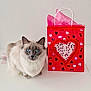cat, blue_eyes, fluffy, gift_bag, red, heart, love, table, white_background, indoor, pet, animal, cute, decorations, still_life, calm, domestic, feline, closeup, portrait