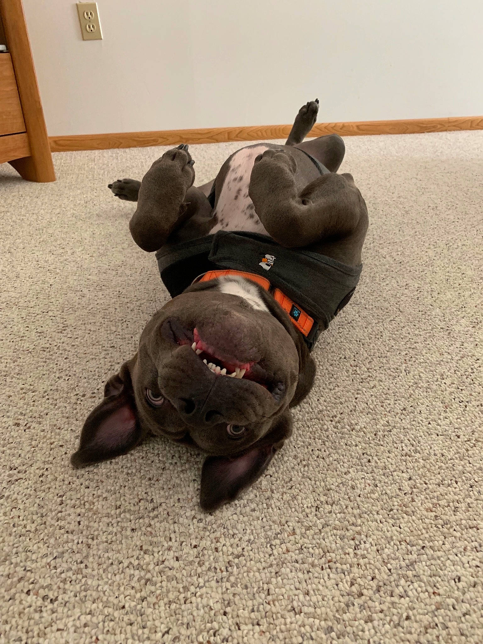 Mavis is registered to the contest to win money with this photo: canidae, carnivore, companion_dog, dog, dog_breed, dog_toy, ear, fawn, french_bulldog, non_sporting_group, pug, puppy, snout, sporting_group