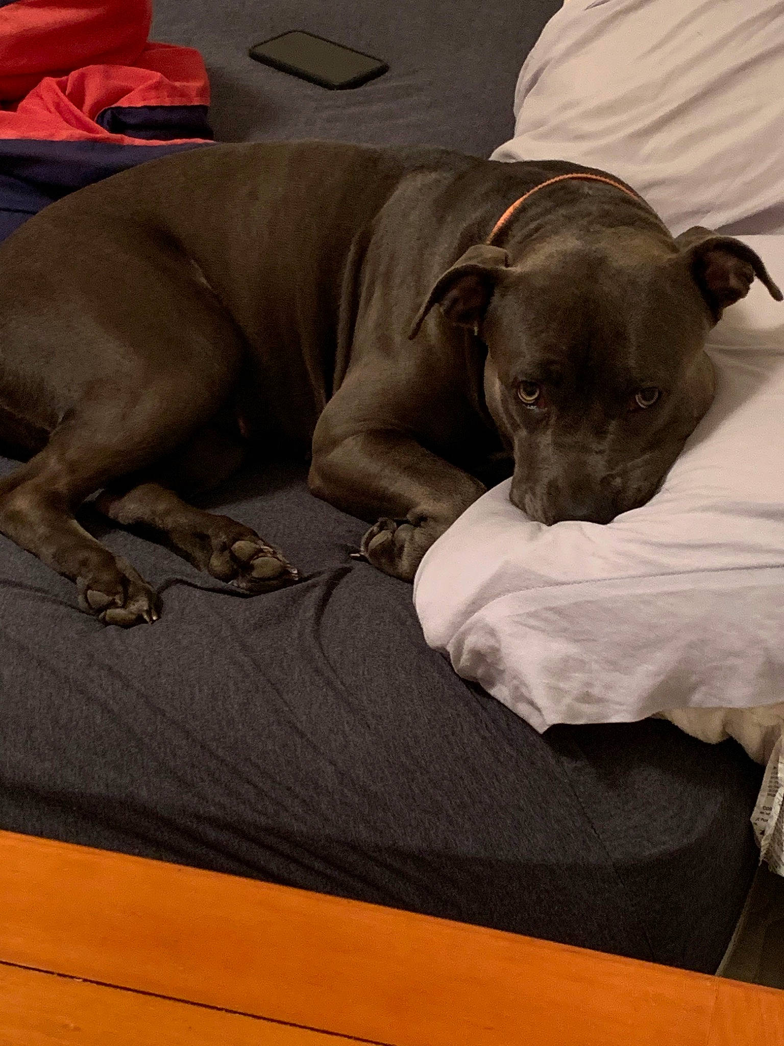 Mavis is registered to the contest to win money with this photo: american_hairless_terrier, american_pit_bull_terrier, canidae, carnivore, companion_dog, dog, dog_breed, fawn, italian_greyhound, mammal, non_sporting_group, peruvian_hairless_dog, puppy, snout, sporting_group, vertebrate