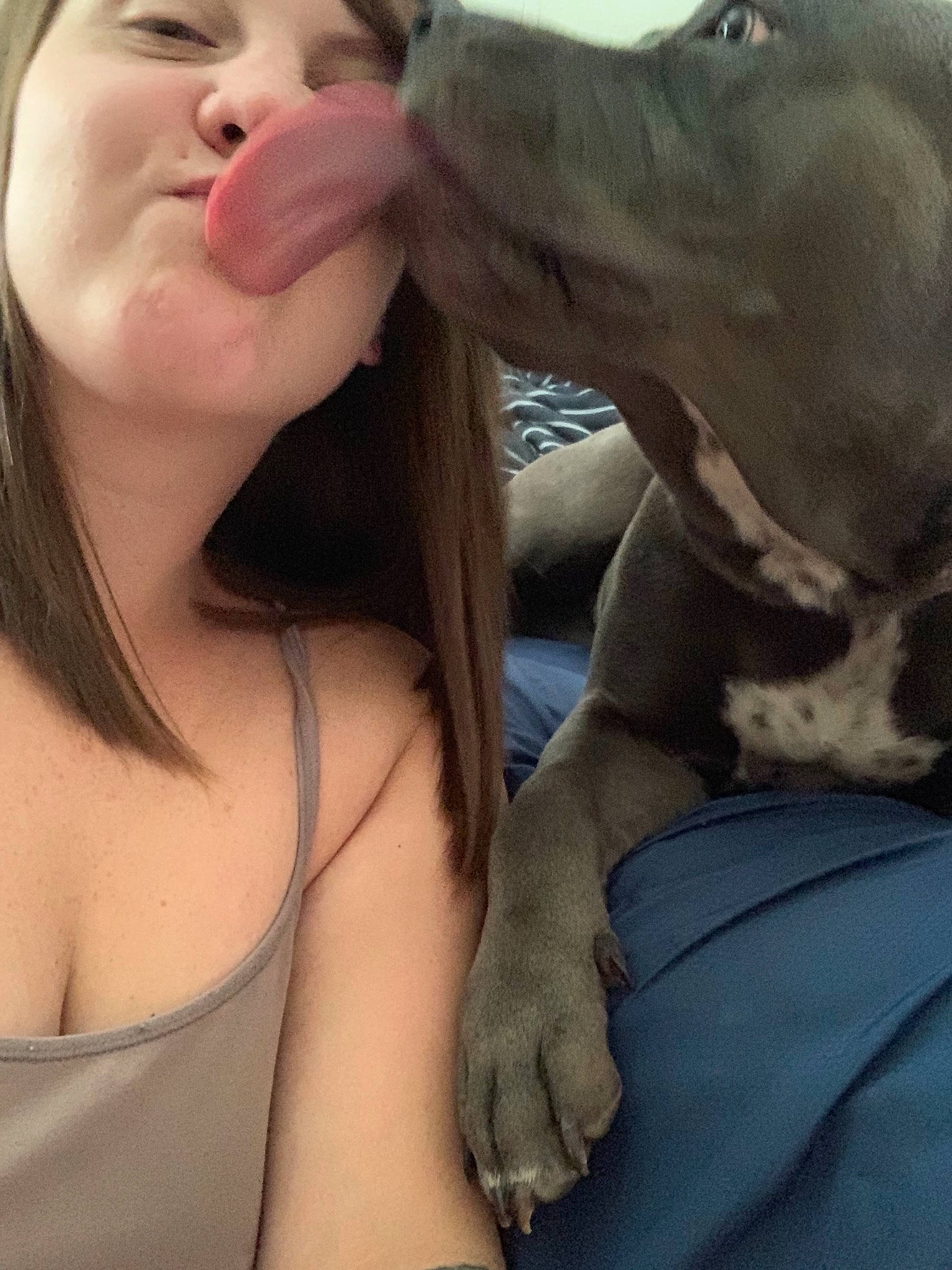 Mavis joined the competition — help win amazing prizes! american_pit_bull_terrier, canidae, carnivore, dog, dog_breed, fawn, jaw, mouth, non_sporting_group, nose, pit_bull, puppy_love, snout, sporting_group, tongue, weimaraner