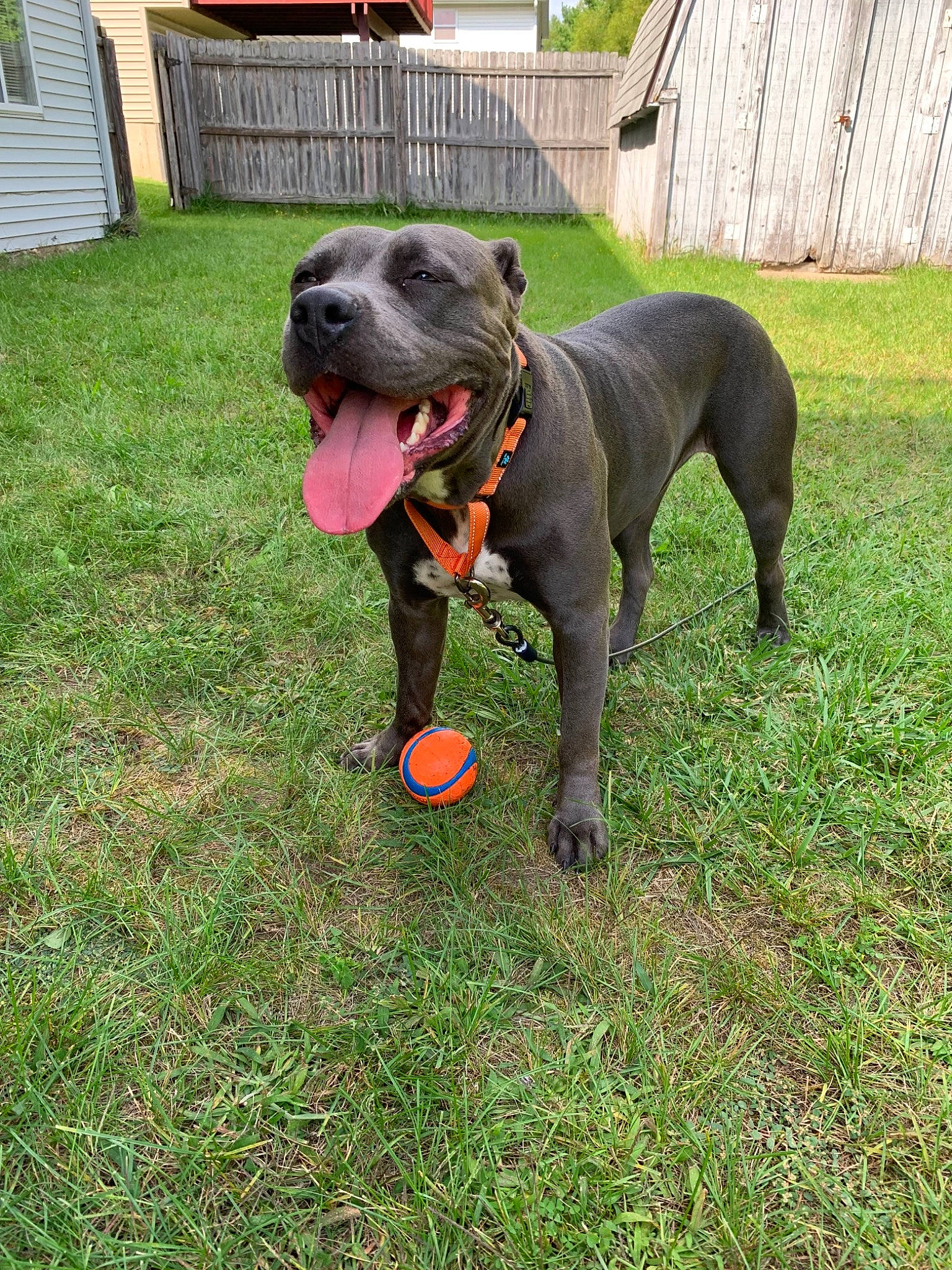 Mavis joined the competition — help win amazing prizes! alaunt, american_pit_bull_terrier, american_staffordshire_terrier, bandog, canidae, canis_panther, carnivore, companion_dog, dog, dog_breed, fawn, mammal, molosser, non_sporting_group, perro_de_presa_canario, rare_breed_dog, snout, sporting_group, staffordshire_bull_terrier, vertebrate