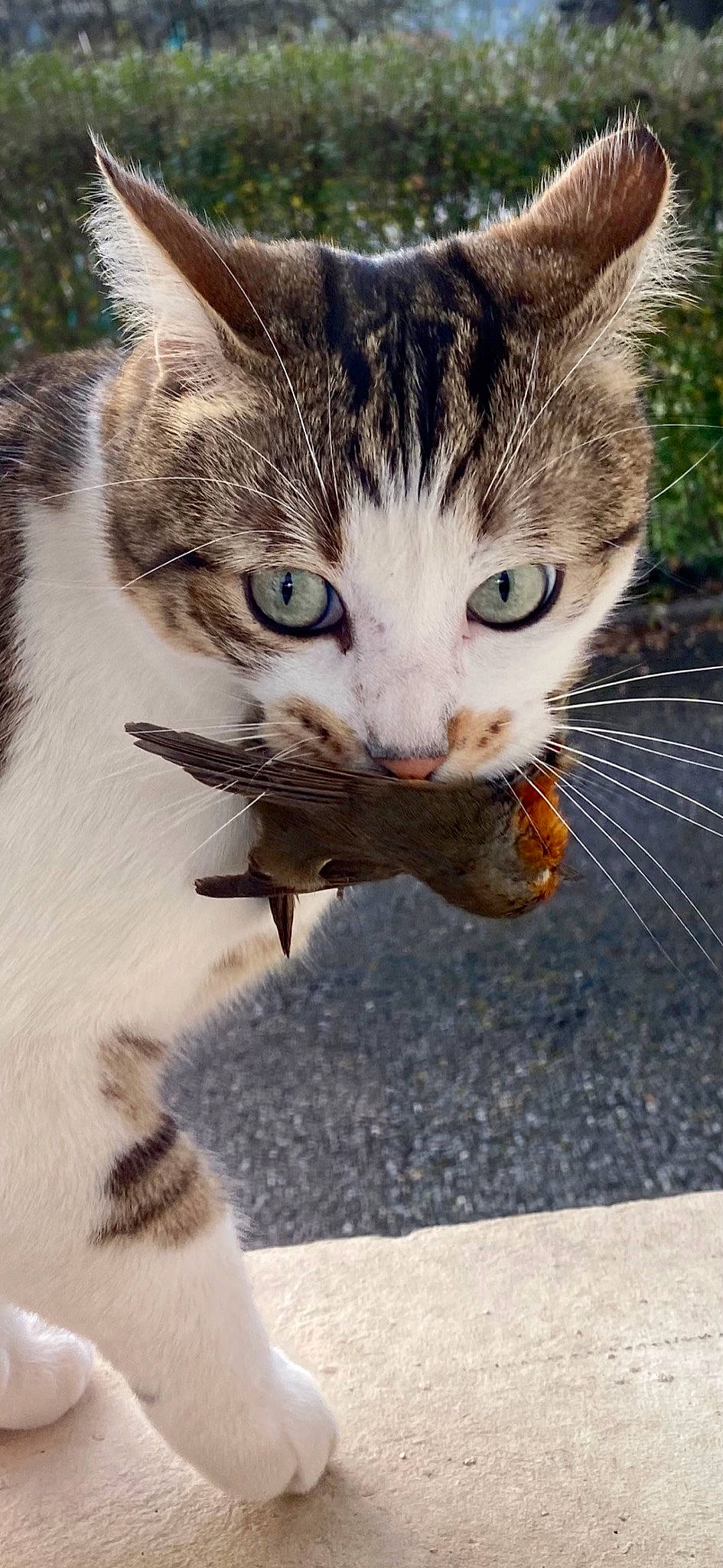 Ousti participe au concours pour gagner de l'argent avec cette photo : carnivore, cat, claw, collar, domestic_short_haired_cat, fawn, felidae, foot, fur, grass, iris, paw, photo_caption, small_to_medium_sized_cats, snout, tail, terrestrial_animal, vertebrate, whiskers, wildlife