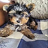 Sethi participe au concours pour gagner de l'argent avec cette photo : adorable, animal, bed, black_and_tan, blanket, brown, close_up, cute, dog, fluffy, gray, indoors, long_hair, lying_down, pet, photography, portrait, puppy, small_dog, yorkshire_terrier