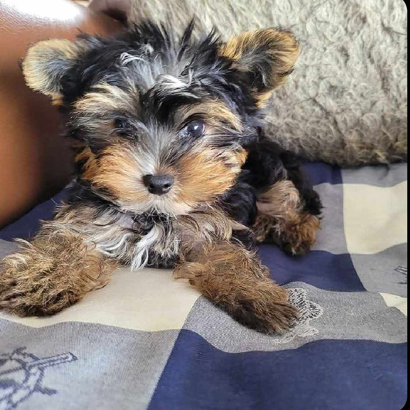 Sethi participe au concours pour gagner de l'argent avec cette photo : adorable, animal, bed, black_and_tan, blanket, brown, close_up, cute, dog, fluffy, gray, indoors, long_hair, lying_down, pet, photography, portrait, puppy, small_dog, yorkshire_terrier