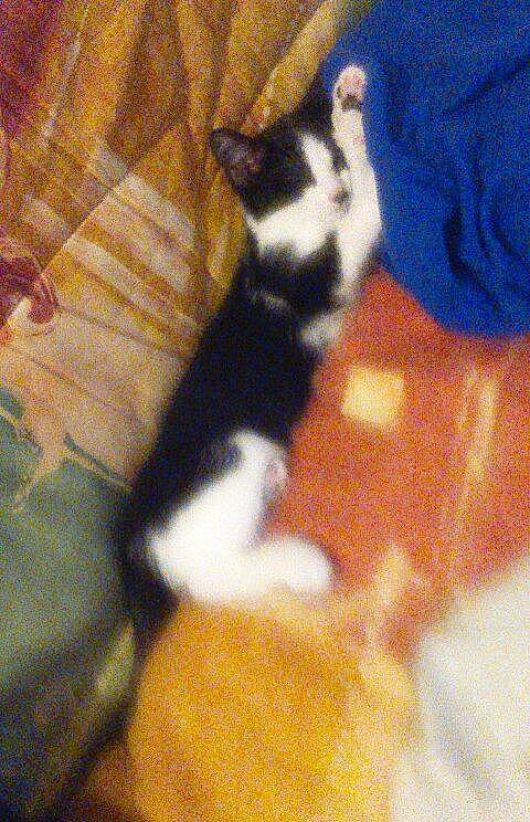 Chipie a rejoint le concours — aidez-le/la à gagner de superbes lots ! brown, carmine, carnivore, comfort, companion_dog, dog_breed, electric_blue, felidae, fur, human_leg, pattern, shadow, sleeve, small_to_medium_sized_cats, tail, tints_and_shades, whiskers