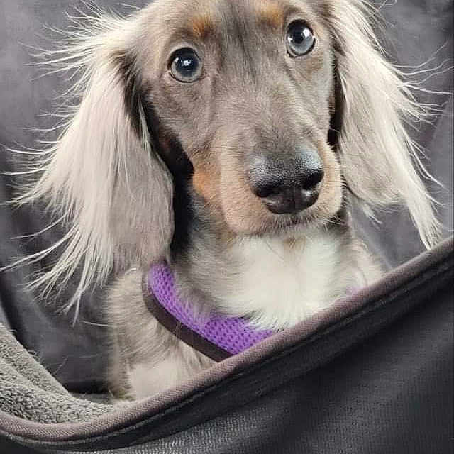 Bailey