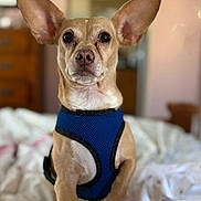 Radar is registered to the contest to win money with this photo: dog, small_dog, pet, ears, blue_harness, bed, blanket, indoor, cute, animal, canine, fur, portrait, looking, attention, domestic, room, furniture, sleeping_area, household