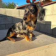 Maximus joined the competition — help win amazing prizes! dog, puppy, dachshund, outdoor, sunlight, holiday_decor, halloween, jack_o_lantern, tree, blue_sky, wall, shadow, animal, pet, cute, fur, ears, nose, sitting, young