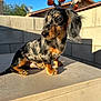 dog, puppy, dachshund, outdoor, sunlight, holiday_decor, halloween, jack_o_lantern, tree, blue_sky, wall, shadow, animal, pet, cute, fur, ears, nose, sitting, young