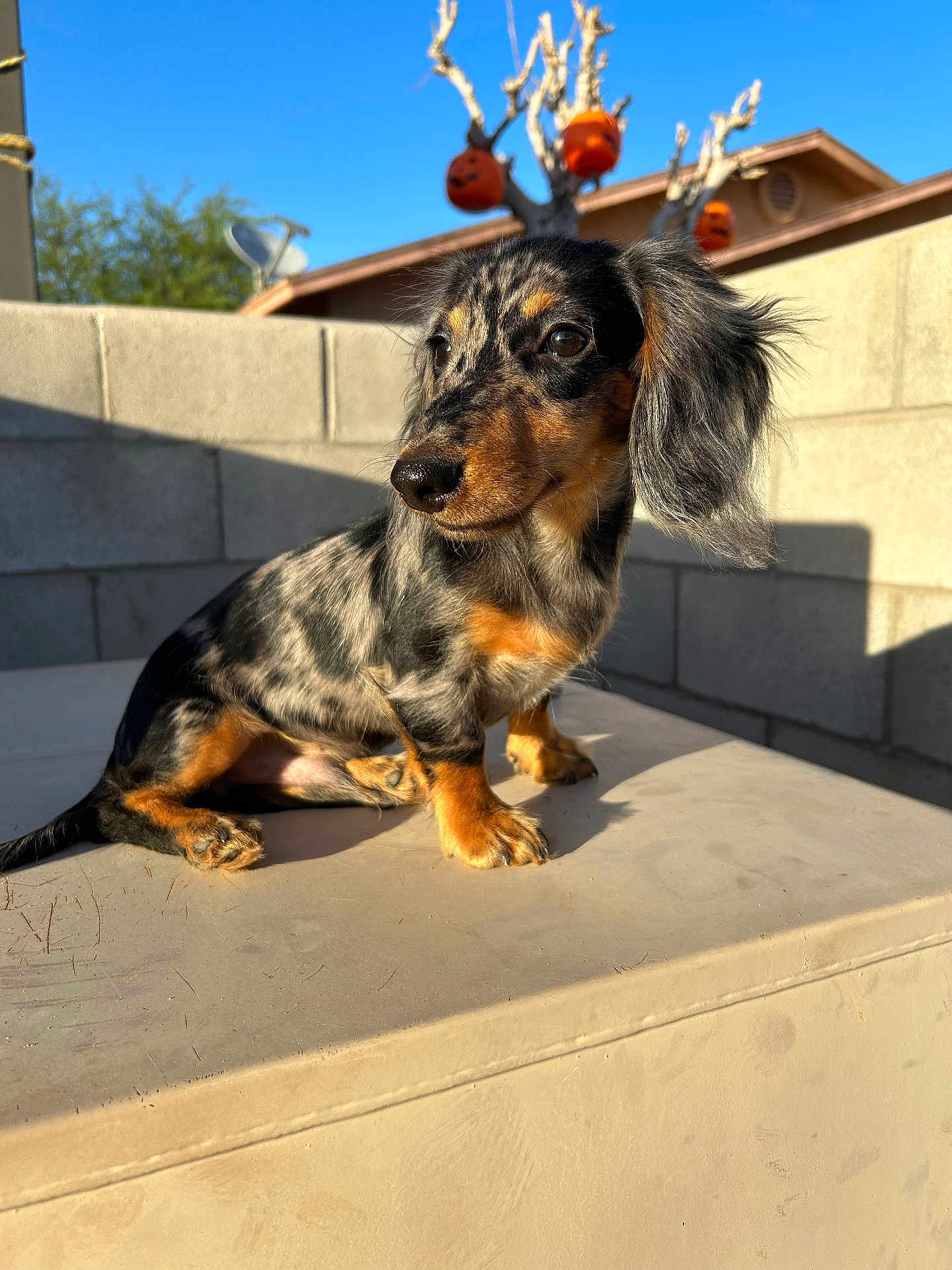Maximus joined the competition — help win amazing prizes! dog, puppy, dachshund, outdoor, sunlight, holiday_decor, halloween, jack_o_lantern, tree, blue_sky, wall, shadow, animal, pet, cute, fur, ears, nose, sitting, young