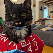 Gus is registered to the contest to win money with this photo: cat, kitten, black_and_white, collar, bell, close_up, indoor, blanket, red_blanket, furniture, living_room, soft_lighting, whiskers, curious, pet, animal, domestic, cute, young_cat, cozy