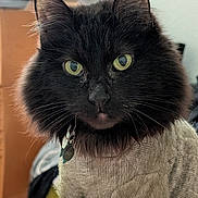 Stiles is registered to the contest to win money with this photo: cat, black_cat, green_eyes, fur, whiskers, knitted_sweater, clothing, pet, indoor, portrait, animal, cute, feline, tabby, cozy, close_up, looking_at_camera, domestic_cat, fluffy, sitting