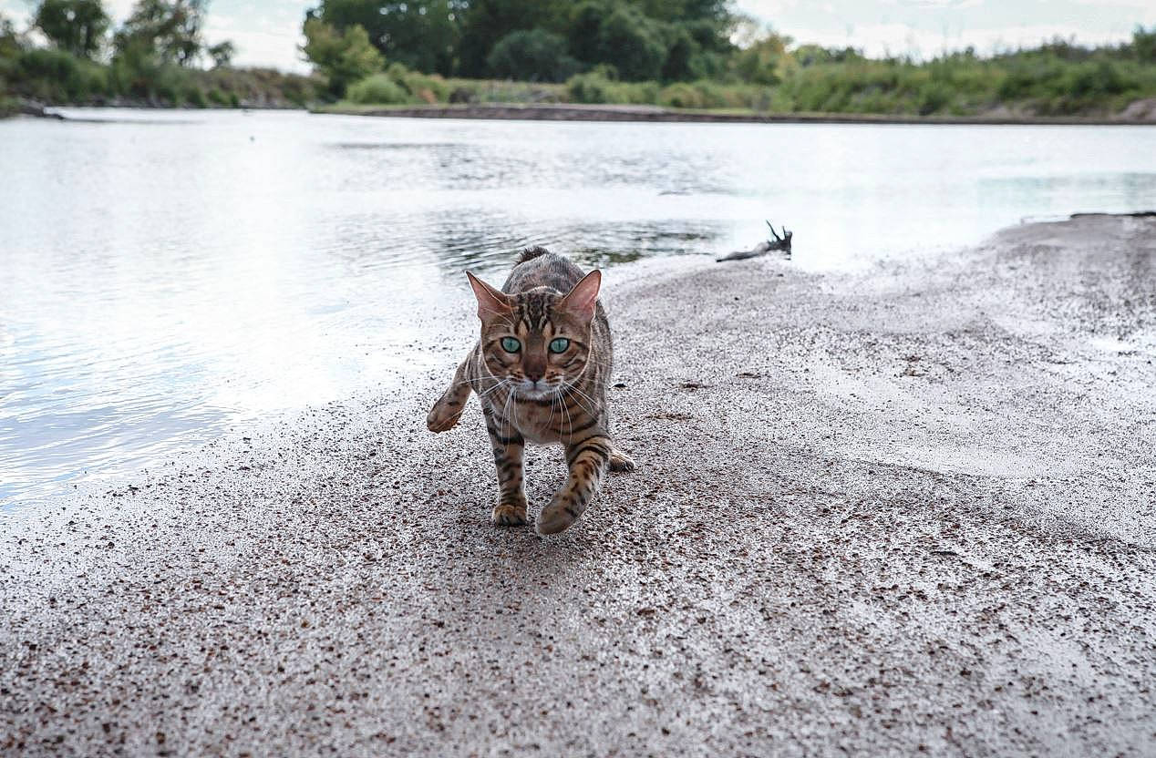 Jetta joined the competition — help win amazing prizes! asphalt, bank, carnivore, coast, dog_breed, fawn, felidae, grass, lake, landscape, road, sand, shore, sky, soil, sporting_group, tree, water, wetland, wood