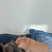 Cheddar is registered to the contest to win money with this photo: french_bulldog, dog, pet, sleeping, resting, cozy, blanket, indoor, cute, snuggling, animal, companion, friendship, relaxed, fur, ears, paw, wall, light, shadow