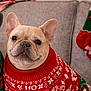 Cheddar is registered to the contest to win money with this photo: french_bulldog, dog, pet, christmas_sweater, red_sweater, holiday, festive, couch, indoor, cozy, cute, small_dog, sitting, decorations, winter_clothing, fur, animal, companion, smiling, portrait
