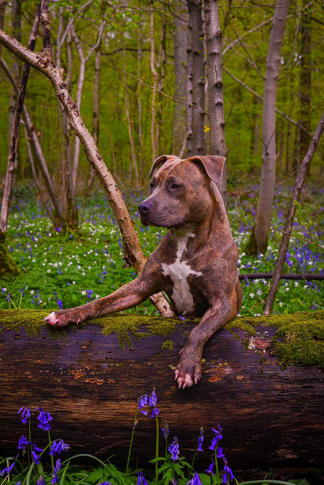 June participe au concours pour gagner de l'argent avec cette photo : art, carnivore, dog, dog_breed, fawn, flower, forest, grass, groundcover, liver, natural_landscape, plant, tail, terrestrial_animal, terrestrial_plant, tree, trunk, wood, woodland, working_animal