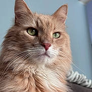 Little Bear joined the competition — help win amazing prizes! cat, fluffy, orange_cat, green_eyes, whiskers, closeup, portrait, pet, indoor, feline, soft_lighting, couch, fur, animal, cute, majestic, domestic_cat, face, muzzle, ears